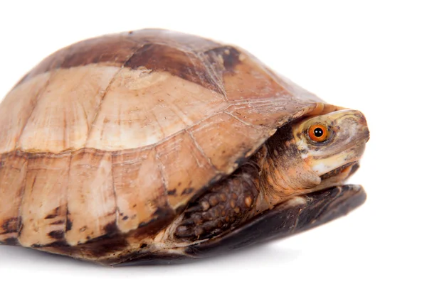 The Indochinese box turtle on white — Stock Photo, Image