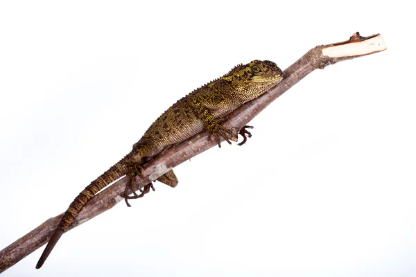 The blue-spotted wood lizard on white — Stock Photo, Image