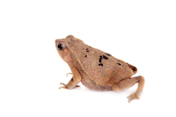 Beauty toad on white — Stock Photo, Image