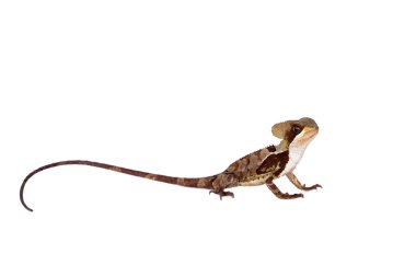 Hernandezs miğferli basilisk beyaz