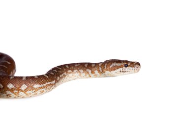 Centralian halı python beyaz