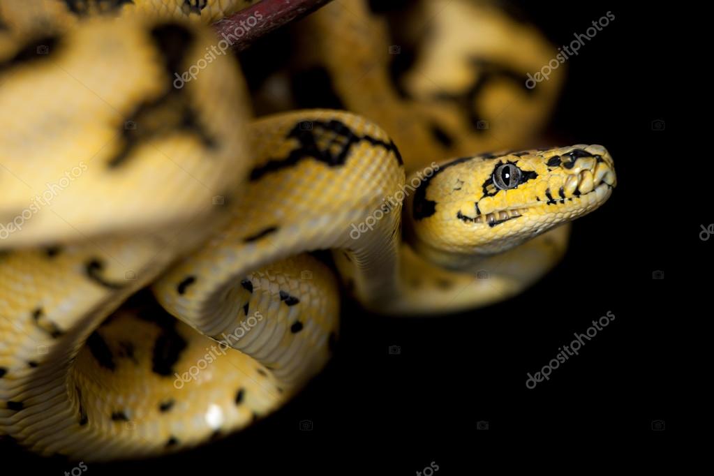 Jungle Jaguar Carpet Python On Black Stock Photo By C Farinosa 122195320