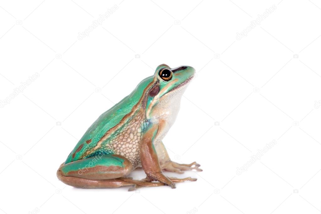 The green and golden bell frog on white