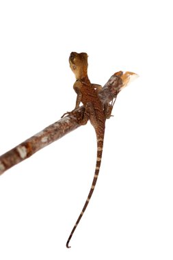 Acanthosaura nataliae beyaz