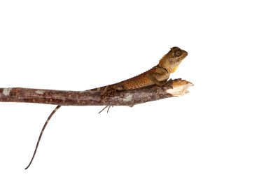 Acanthosaura nataliae beyaz