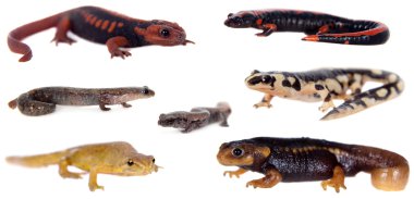Newts ve semenderler beyaz
