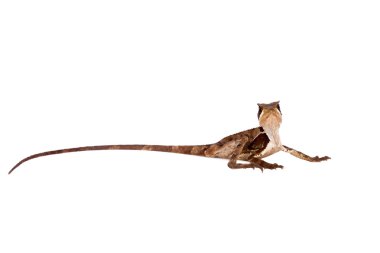 Hernandezs miğferli basilisk beyaz