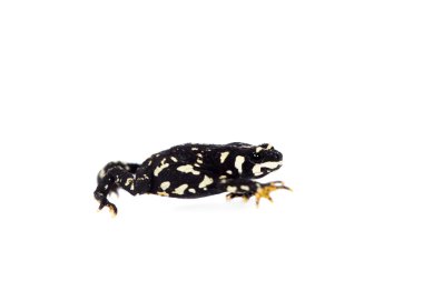 Klappenbachs kırmızı karınlı kurbağa beyaz