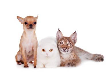 Bayağı vaşak yavrusu ile İskoç fold kedi