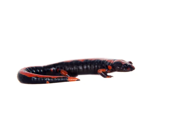 Lincolns Escalada Salamandra em branco — Fotografia de Stock