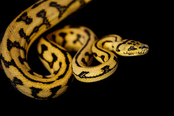 Jungle Jaguar Carpet Python on black — Stock Photo, Image