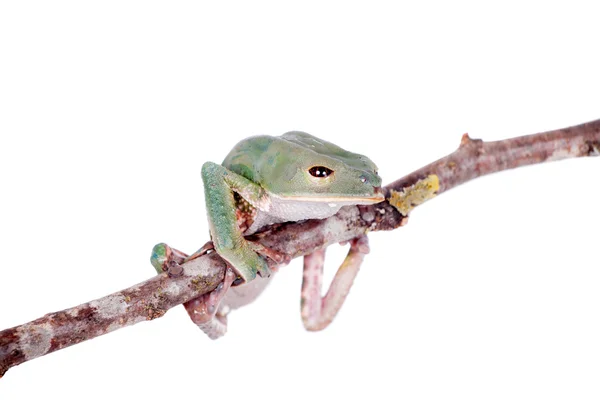 Tarsier Monkey Frog su bianco — Foto Stock