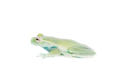 Alytolyla treefrog beyaz