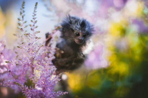 The common marmoset baby on the branch in summer garden — Stock Photo, Image