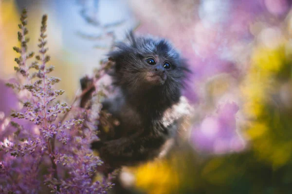El bebé común marmoset en la rama en el jardín de verano —  Fotos de Stock