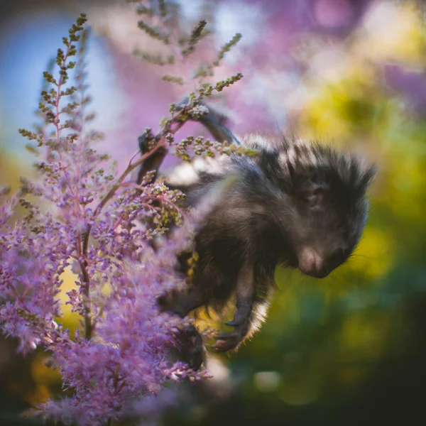 The common marmoset baby on the branch in summer garden — Stock Photo, Image