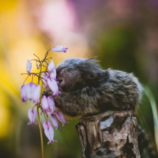 Den vanliga silkesfjärilen på grenen i sommarträdgården — Stockfoto