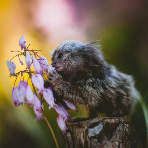 The common marmoset baby on the branch in summer garden — Stock Photo, Image