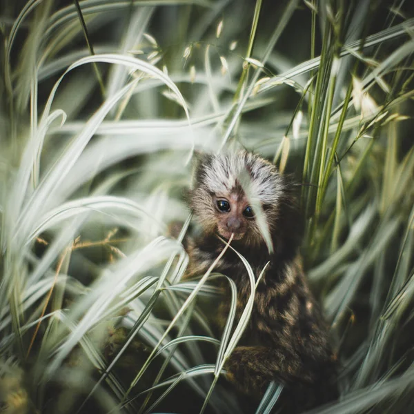 O bebê marmoset comum no ramo no jardim de verão — Fotografia de Stock