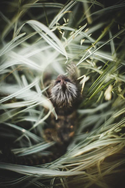 The common marmoset baby on the branch in summer garden — Stock Photo, Image