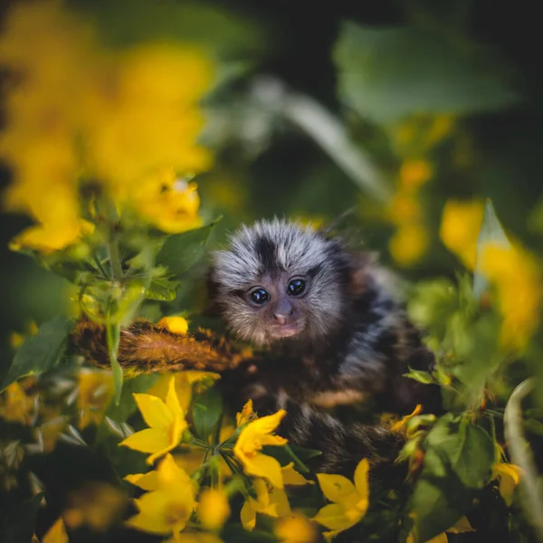 The common marmoset baby on the branch in summer garden — Stock Photo, Image