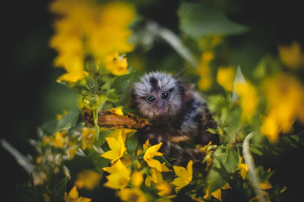 The common marmoset baby on the branch in summer garden — Stock Photo, Image