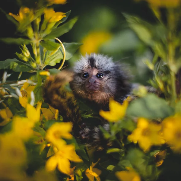 Wspólne marmozetowe dziecko na gałęzi w letnim ogrodzie — Zdjęcie stockowe