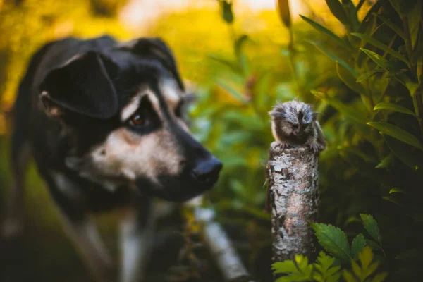 Bahar bahçesindeki dalın üzerinde sıradan bir marmoset bebeği. — Stok fotoğraf