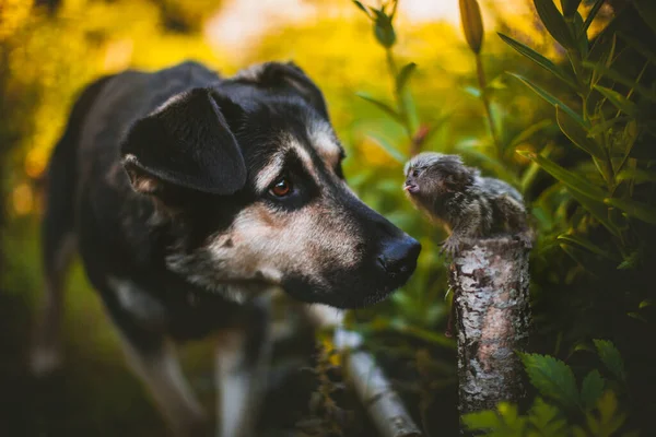 O bebê marmoset comum no ramo no jardim de verão — Fotografia de Stock