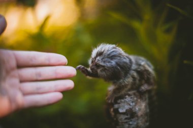 Bahar bahçesindeki dalın üzerinde Humsn elli sıradan bir marmoset bebeği