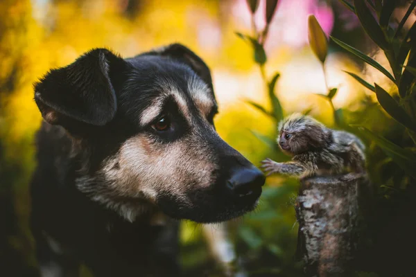 El bebé común marmoset en la rama en el jardín de verano — Foto de Stock