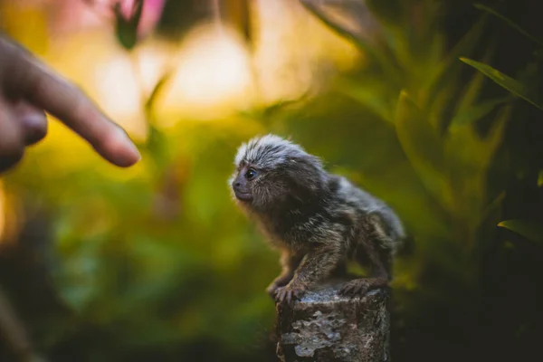 Yhteinen marmosetti vauva oksalla kesäpuutarhassa huulilla käsi — kuvapankkivalokuva