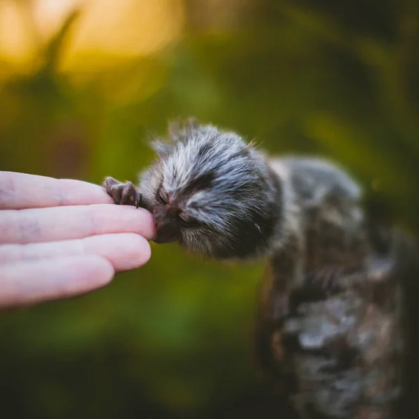 De gewone marmoset baby op de tak in de zomer tuin met humsn hand — Stockfoto