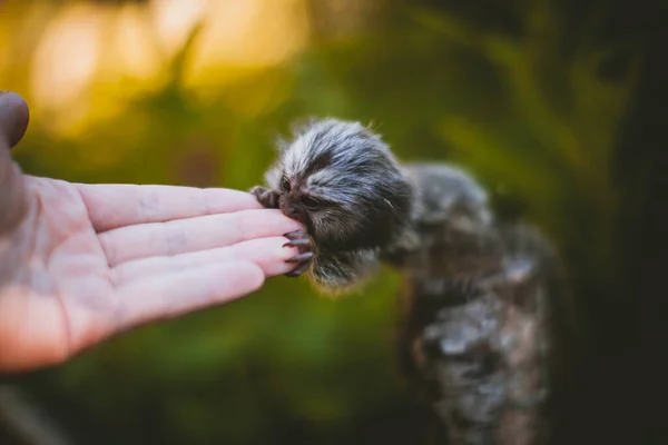 Το κοινό μωρό marmoset στο κλαδί στον καλοκαιρινό κήπο με χάμστερ χέρι — Φωτογραφία Αρχείου