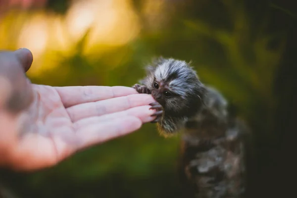 Den gemensamma murmeldjur baby på grenen i sommarträdgården med humsn hand — Stockfoto