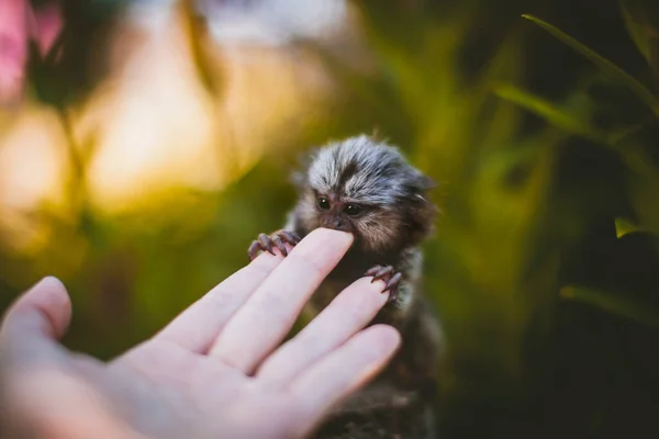 Den gemensamma murmeldjur baby på grenen i sommarträdgården med humsn hand — Stockfoto