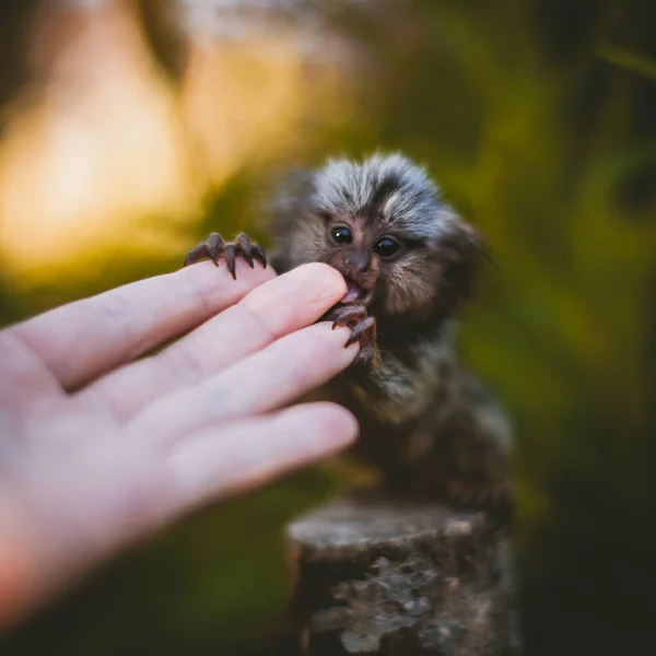 Den gemensamma murmeldjur baby på grenen i sommarträdgården med humsn hand — Stockfoto