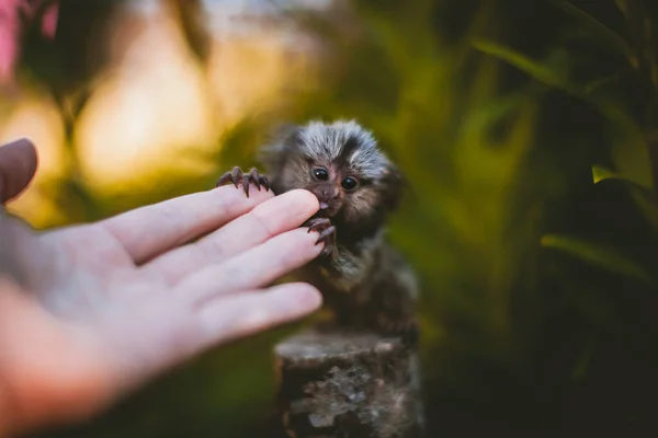 El bebé común marmoset en la rama en el jardín de verano con la mano humsn —  Fotos de Stock