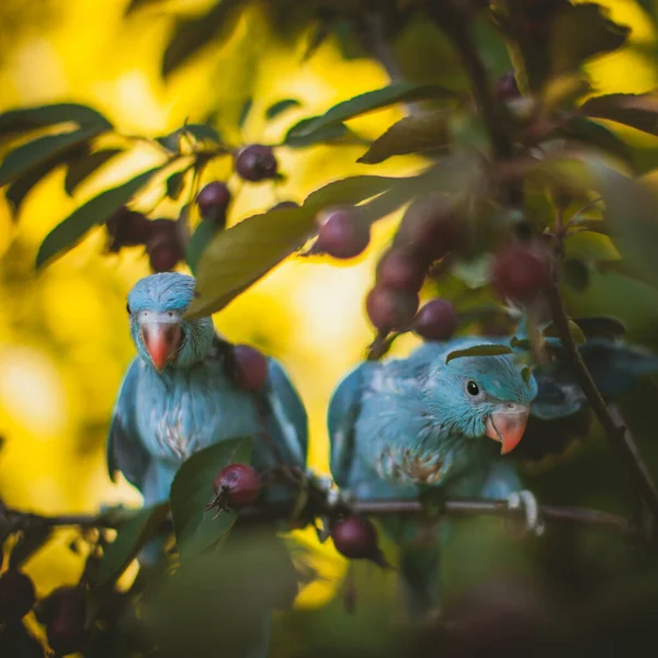 Δύο μπλε τριαντάφυλλο-ringed ή δαχτυλίδι-λαιμό παπαγάλοι στο κλαδί στον κήπο του καλοκαιριού — Φωτογραφία Αρχείου
