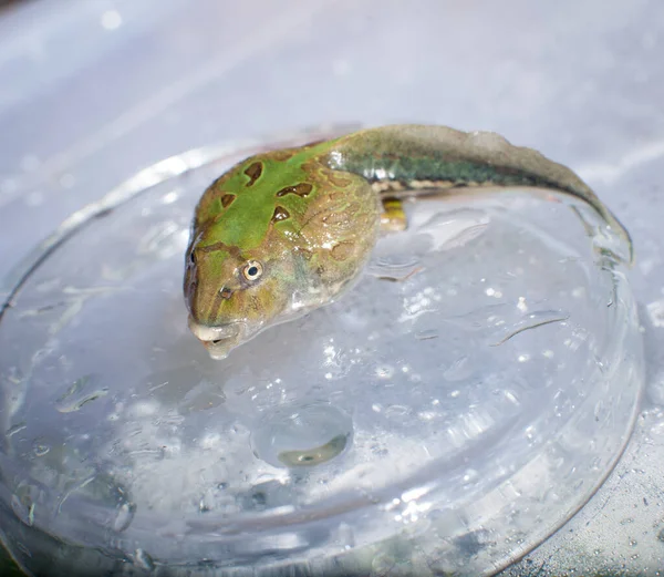 Le têtard grenouille cornue brésilien dans l'eau — Photo