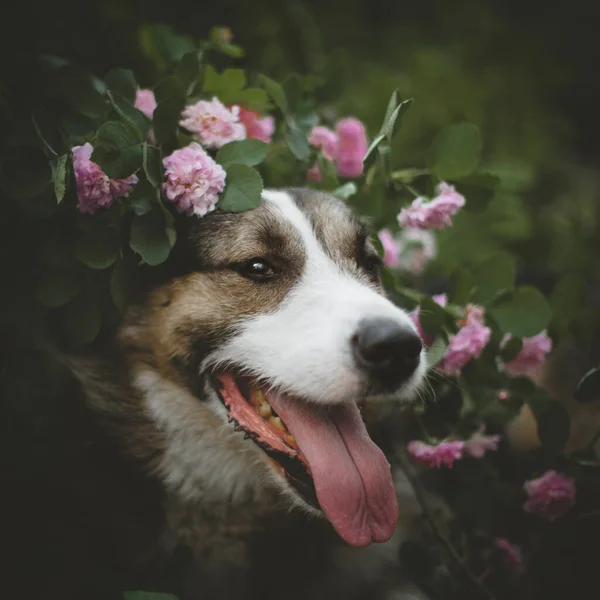 Cão misto em um jardim com rosas — Fotografia de Stock