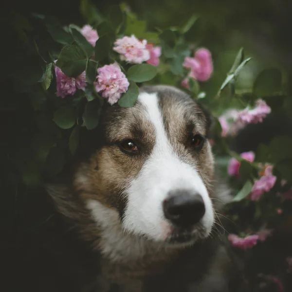 Cão misto em um jardim com rosas — Fotografia de Stock