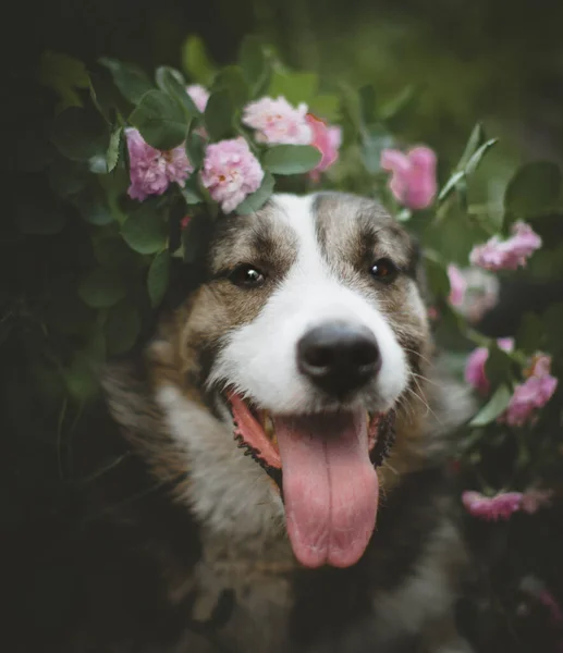 Smíšený plemenný pes v zahradě s růžemi — Stock fotografie