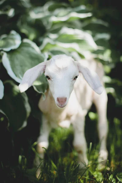 Niedliche junge weiße Ziegen in einem Garten — Stockfoto