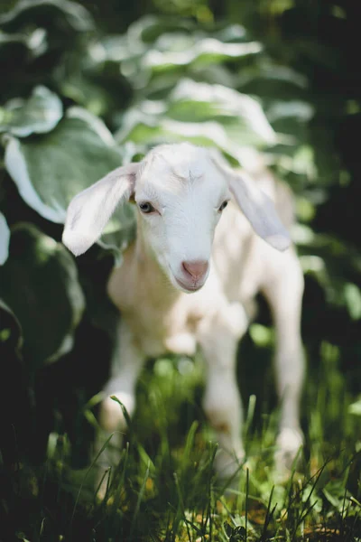 Cute young white goatling in a garden — Stock Photo, Image