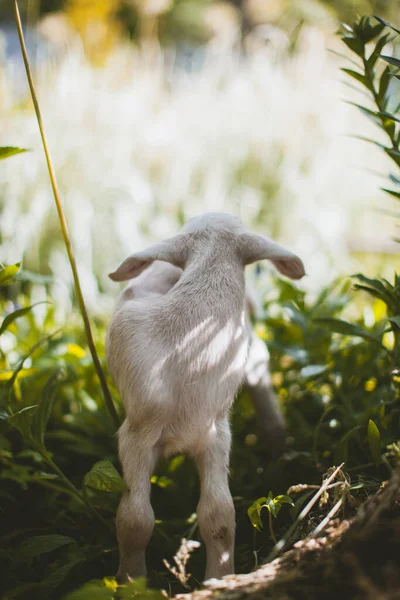 Bonito jovem cabra branca em um jardim — Fotografia de Stock