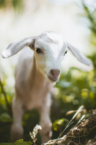 Carino giovane capra bianca in un giardino — Foto Stock