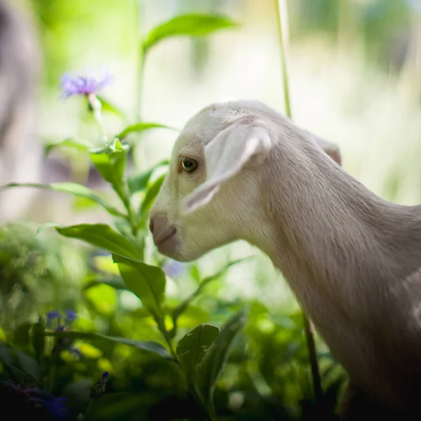 Cute young white goatling in a garden — Stock Photo, Image