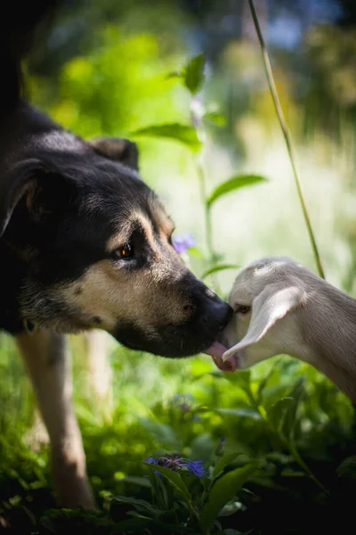 Chien avec chèvre blanche dans un jardin — Photo