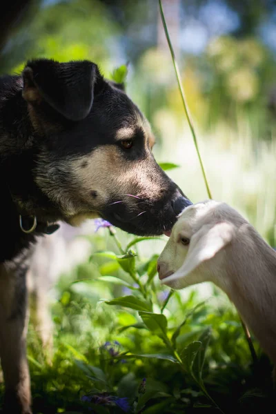 Dog with white goatling in a garden — Stock Photo, Image